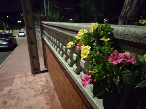 Fotografías Tomadas Con El Motorola Moto G 5g Plus 429