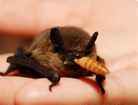 Нетопырь-карлик (Pipistrellus pipistrellus) – Мир Знаний
