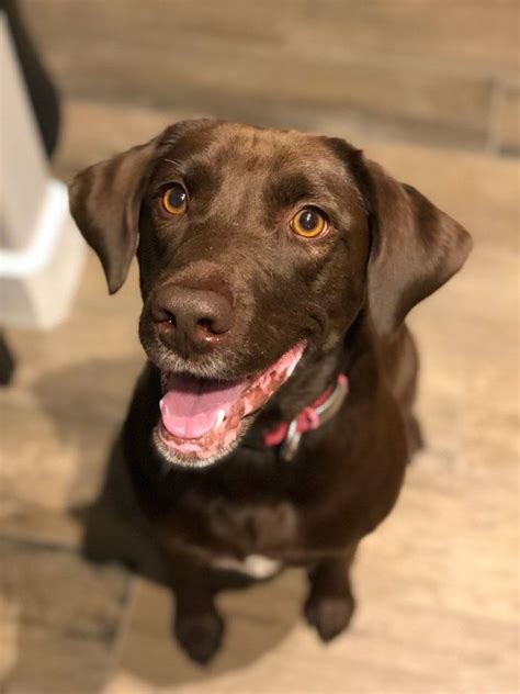 Sweet Smart And Fun Chocolate Lab With Personality Described As