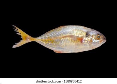 Carangidae Fish Colors Black Background Look Stock Photo 1580988412 | Shutterstock