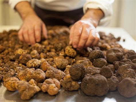 Da Oggi Da Re Tartufi Potrai Acquistare Le Piantine Da Tartufo Certificate