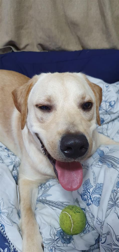 Does he have pitbull blood in him? Some people say so he's a good boy (he's 8 months btw : r