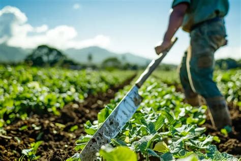 La influencia del machete en las prácticas agrícolas tradicionales y su