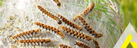 CAMPAGNE DE LUTTE BIOLOGIQUE CONTRE LA CHENILLE PROCESSIONNAIRE DU CHÊNE