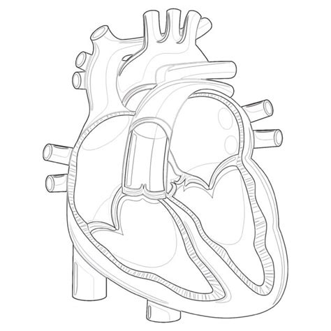 Heart Anatomy Coloring Pages Mimi Panda