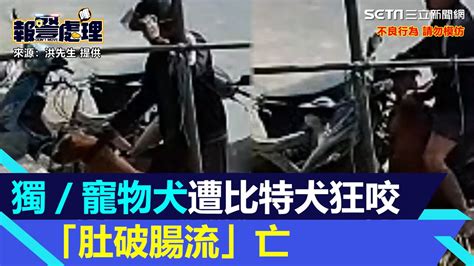 獨家／驚悚畫面曝！寵物犬遭比特犬狂咬「肚破腸流」亡 惡飼主淡定走人│94看新聞 Youtube