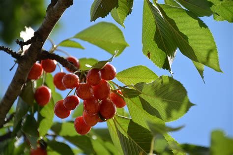 Rainier Cherry | Sweet & Yellow-Red Fruit