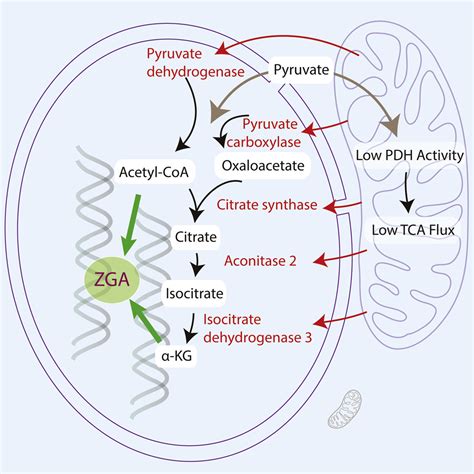 Nuclear Localization Of Mitochondrial Tca Cycle Enzymes As A Critical