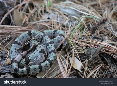 Rock Rattlesnake Natural Habitat Stock Photo 2180645571 | Shutterstock