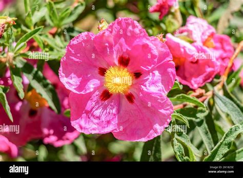 Details 100 Plantas De Flores Rosas Abzlocal Mx