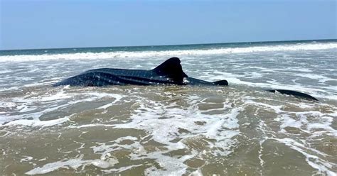 Un Tiburón Ballena Murió En Una Playa De Ecuador Tenía Heridas Provocadas Por Una Red De Pesca