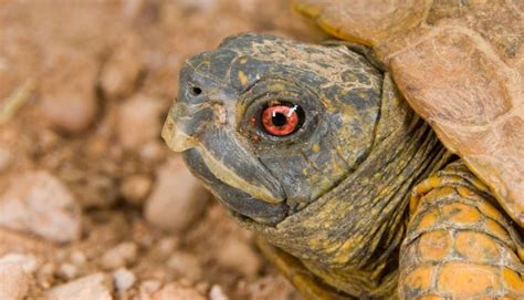 Desert Box Turtle (Terrapene ornata luteola) - All Turtles