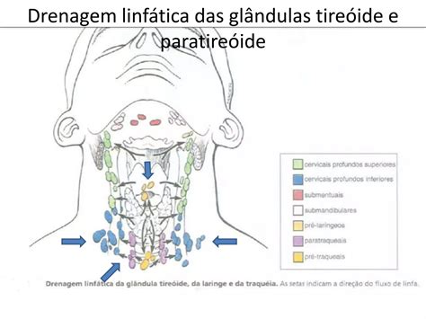 Pescoço anatomia o que um médico generalista precisa saber de