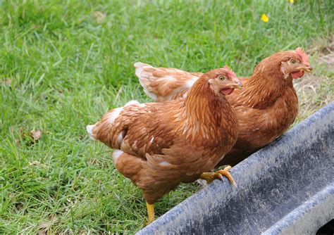 Rhode Island Red Chickens Photograph By Bonnie Sue Rauch