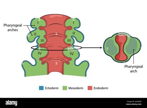 Pharyngeal Arch Coronal And Transverse Section Anatomy Human Anatomy