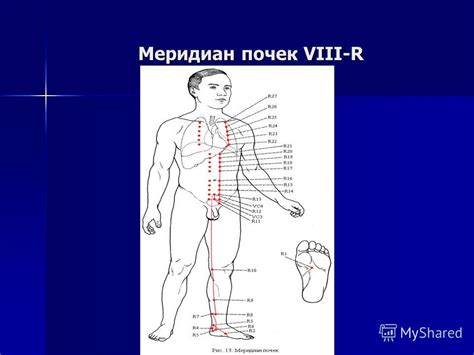 Презентация на тему: "Меридиан легких (I-P). Меридиан толстой кишки (II ...