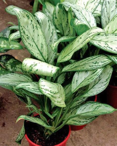 Виды Аглаонемы Фото С Названиями – Telegraph