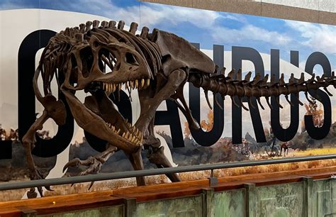 Allosaurus Exhibit The Discovery