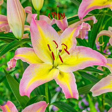 Hocus Pocus Lily Oriental Lilies For Sale Breck S