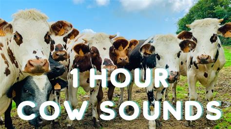 Cow Sounds 1 Hour Real Cow Mooing Noise Compilation Youtube