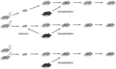 III.13.2.1 The Weismann barrier can be disrupted by retroviruses ...