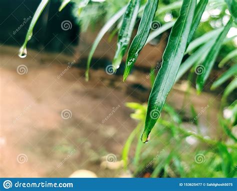 Folha Verde Gotas Da gua Imagem de Stock Imagem de orgânico