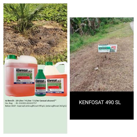 Jual Herbisida Sistemik Obat Rumput Kenfosat Sl L Shopee Indonesia