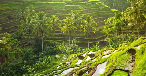 Discover The Beauty Of Tegalalang Rice Terrace In Bali Bali Traveller