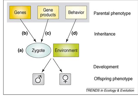 Figure From The Evolution Of Sex Ratios And Sex Determining Systems