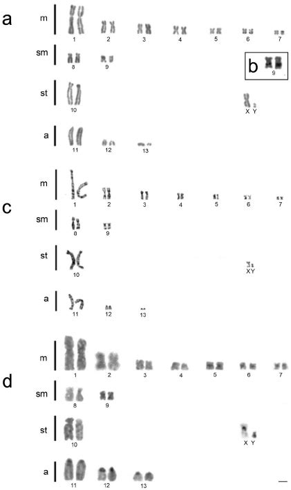 Karyotype Characteristics Of Proechimys Gr Longicaudatus 2n 28