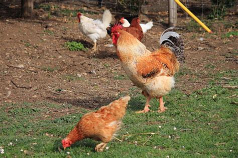 Comment éloigner les renards du jardin et du poulailler 5 astuces