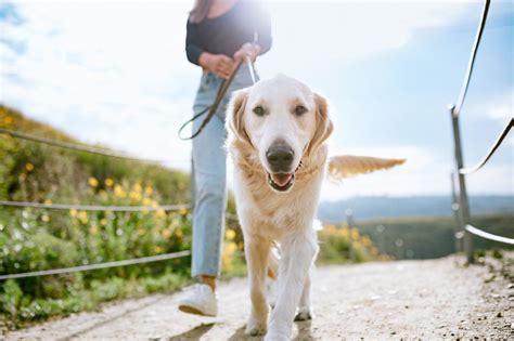 Cuántos días puede un perro aguantar sin hacer popó