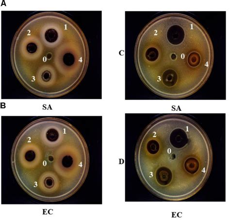 Frontiers Antimicrobial Properties And Mechanism Of Action Of Some