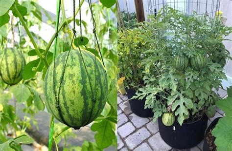 Cómo plantar cultivar sandías en una maceta y cuidarlas Mi Diario