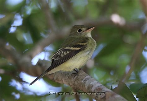 Acadian Flycatcher From Cozumel Mx Qr Mx On September At