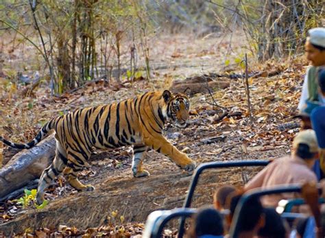 Bandhavgarh National Park Madhya Pradesh Indian Holiday Uk Blog India Travel Information