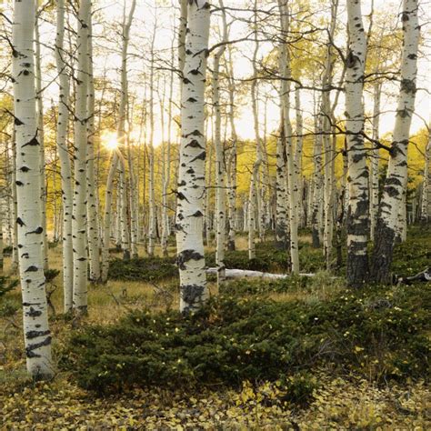 Aspen trees in Fall color stock image. Image of autumn - 2046353