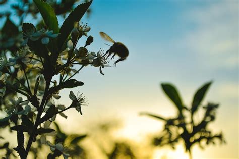 Silhueta De Uma Abelha Em Voo Que Poliniza Uma Flor De Cerejeira Contra