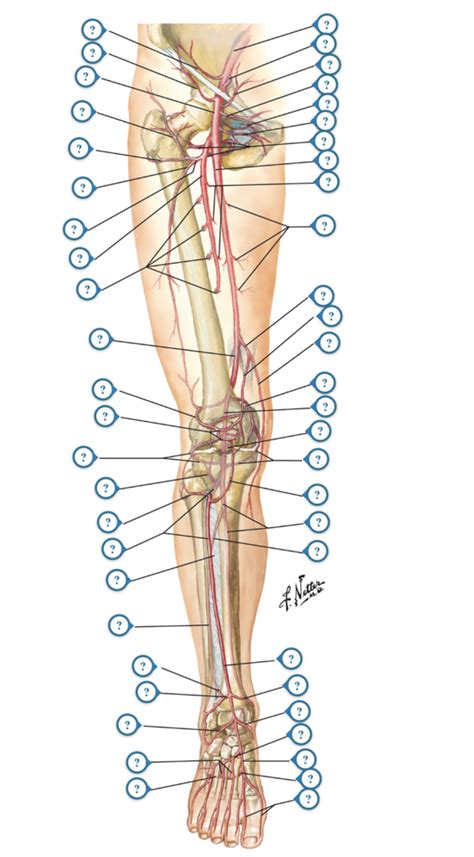 Labeling Arteries Of The Lower Extremity Diagram Quizlet