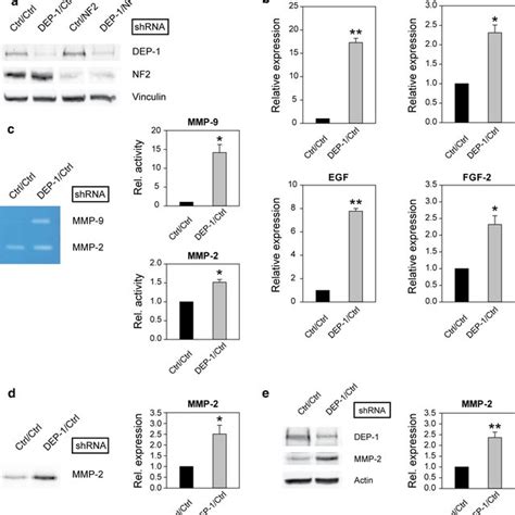 DEP 1 Knockdown Enhances Expression Of MMP 9 EGF And FGF 2 In SF3061