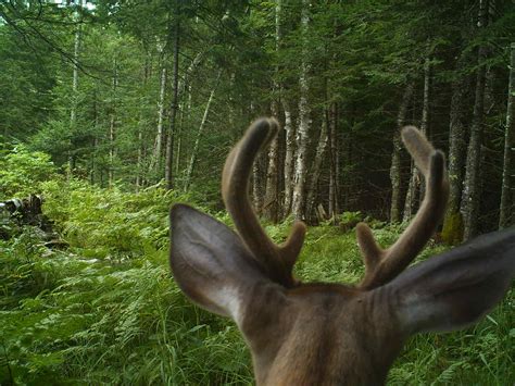 The Process Of Deer Antlers Snapshot Wisconsin