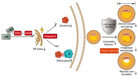 Protective functions of liver X receptor LXR α in established