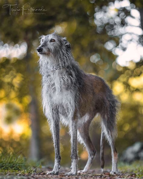 I Take Photos Of Galgos To Bring Attention To Their Terrible Living ...