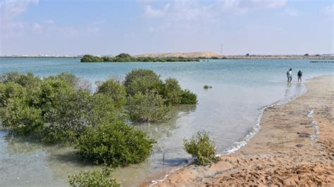 Mangrove Beach