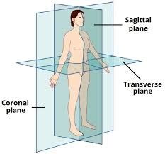 Regional And Anatomical Position Terms Anatomy And Physiology Diagram