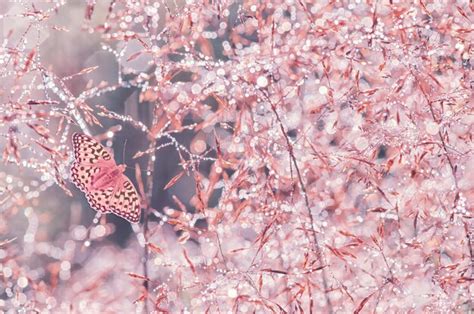 Premium Photo Close Up Of Butterfly On Pink Flowers