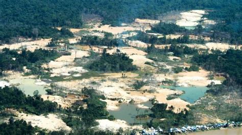 O que se sabe sobre invasão de garimpeiros no território yanomami BBC