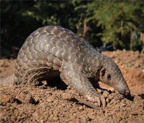 Indore: Lockdown gives a boost to illegal trade in pangolin scales , more than 100 cases ...