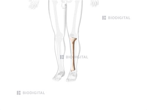 Left tibia | BioDigital Anatomy