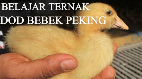 Ternak Bebek Peking Newstempo